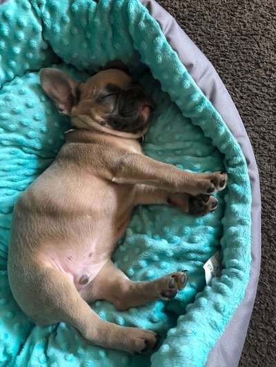 Welpen Bilder !-Beitrag-Bild