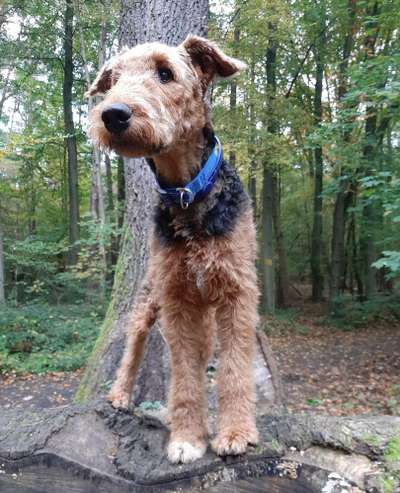 Reinrassige Hunde?-Beitrag-Bild