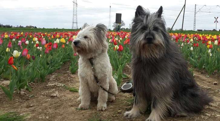 Die Dogorama Monats Challenge "Es grünt und blüht"-Beitrag-Bild
