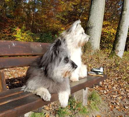 Die Dogorama Kalender Challenge Teil 1/4-Beitrag-Bild