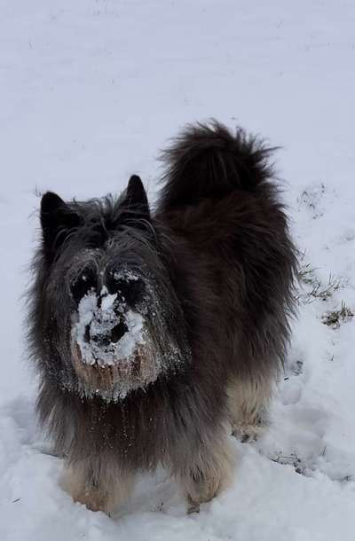 Die Dogorama Kalender Challenge Teil 2/4-Beitrag-Bild