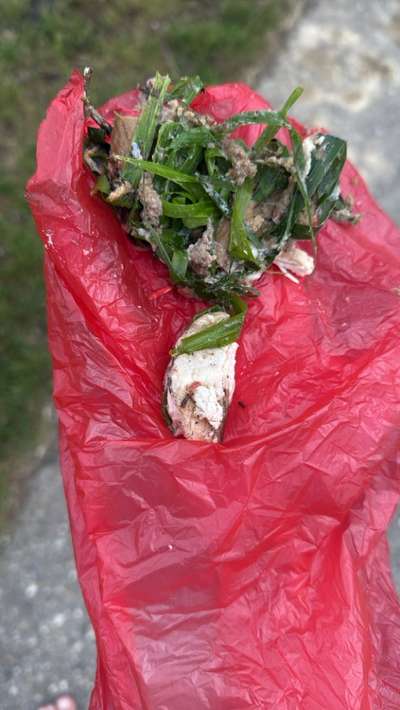 Giftköder-Giftköder-Bild