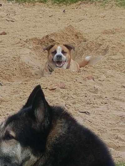 Lachen😀 eure Hunde auch so gerne😂-Beitrag-Bild