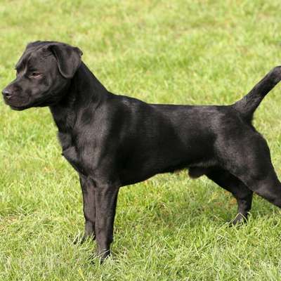 Hundetreffen-Hunde Wiese bis 15 kg