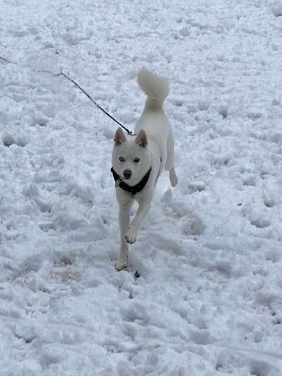 Fotochallenge 61 ~ Schnee-Beitrag-Bild