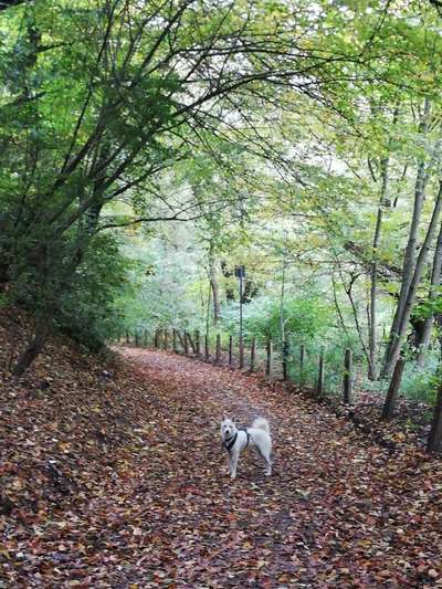 Fotochallenge Nr 55  -  Hund im November--Beitrag-Bild