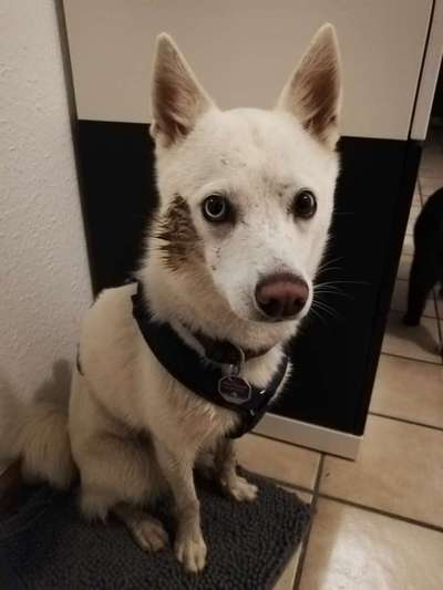 Dogorama Photo Challenge - Hundeblick zum hinschmelzen-Beitrag-Bild