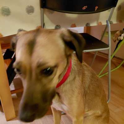 Hundetreffen-Gemeinsame Gassirunden-Bild