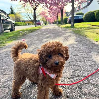 Hundetreffen-Welpen Spieltreffen & Gassirunden-Bild