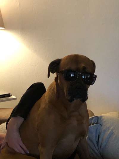 Boxer ???-Beitrag-Bild