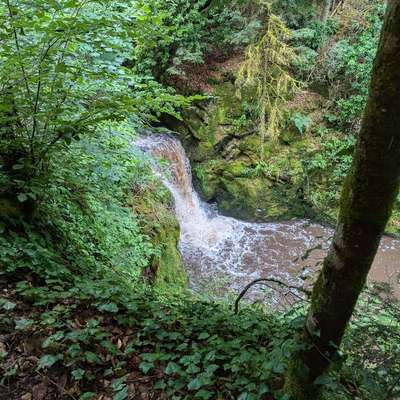Hundeauslaufgebiet-Geroldsauer Wasserfall-Bild