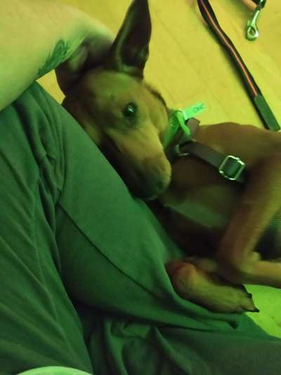 Podencomischling oder Podenco-Beitrag-Bild