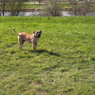 Hundetreffen-Social Walk mit mittleren bis großen Hunden-Bild