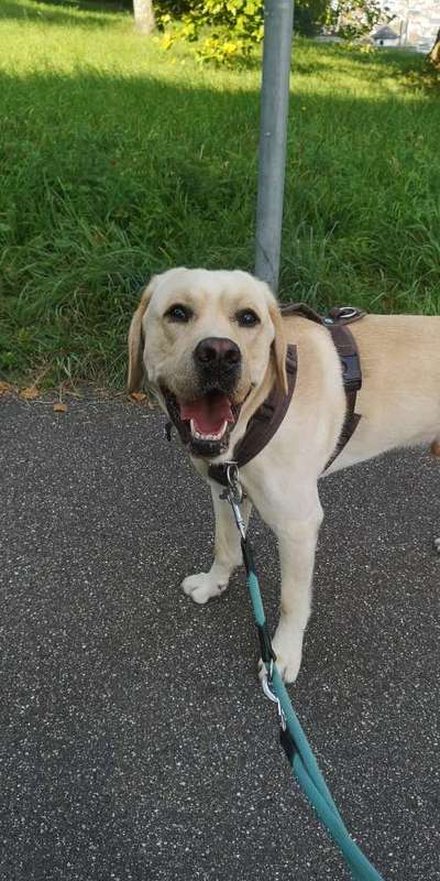 Hundetreffen-Gassirunde Nachmittags am Killesberg (Regelmäßig)-Bild