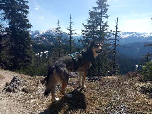 Hundetreffen-Bergwanderungen mit Hund-Bild