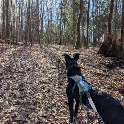 Hundetreffen-Gemeinsame Spaziergänge mit unsicherer Hündin-Bild