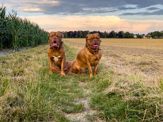 Boxer ???-Beitrag-Bild