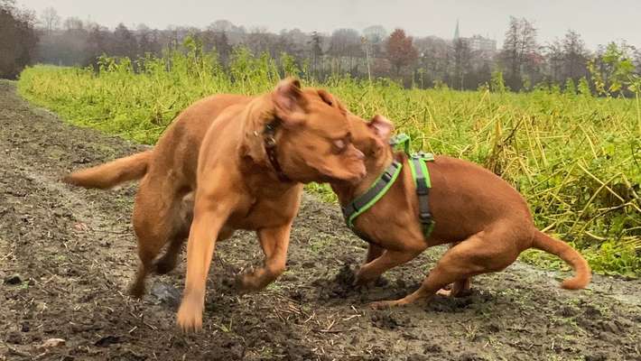 Die Dogorama Wochen Challenge-Beitrag-Bild