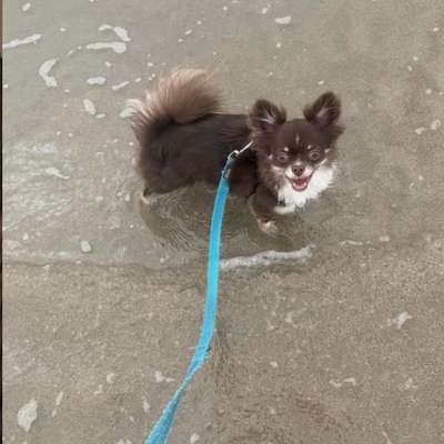 Hundetreffen-Hunde Freunde gesucht 🐾-Bild