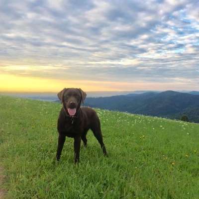 Hundetreffen-Hundefreunde in/um Freiburg St.Georgen gesucht-Bild