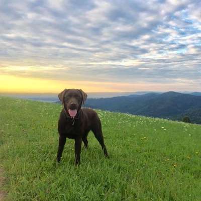 Hundetreffen-Hundefreunde in/um Freiburg St.Georgen gesucht-Bild