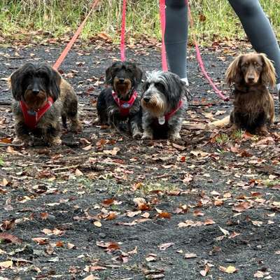 Hundetreffen-Dackeltreffen/ Gassirunde-Bild