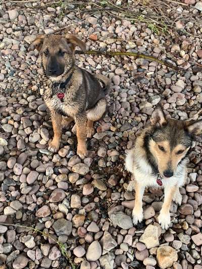 Auslandstierschutz-Beitrag-Bild