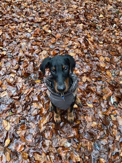 Wo sind hier die Dobermänner-Beitrag-Bild