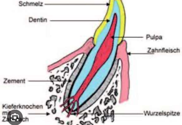 Zähne bei Schäferhund.-Beitrag-Bild
