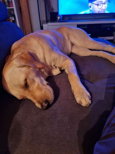 Labradorfans-Beitrag-Bild