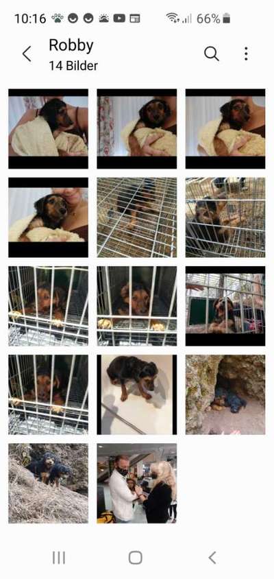 Hund aus dem Spanischen Tierschutz-Beitrag-Bild