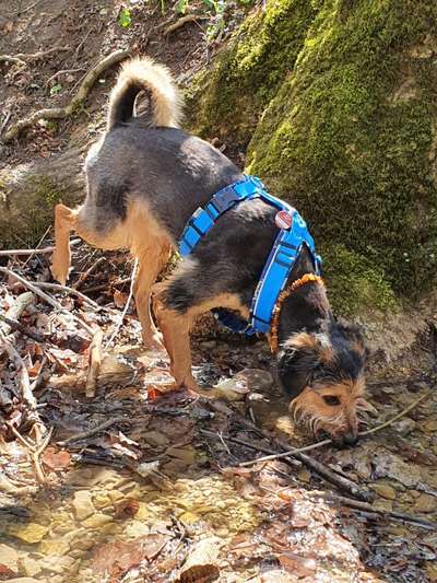 Hund aus dem Spanischen Tierschutz-Beitrag-Bild