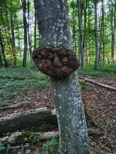 Bäume mit Gesicht-Beitrag-Bild