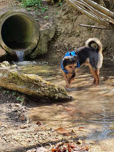 Dogorama-Monats-Challenge-Mai "Wasser"-Beitrag-Bild