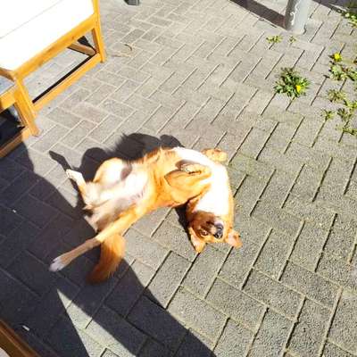 Hundetreffen-Social Walk-Bild
