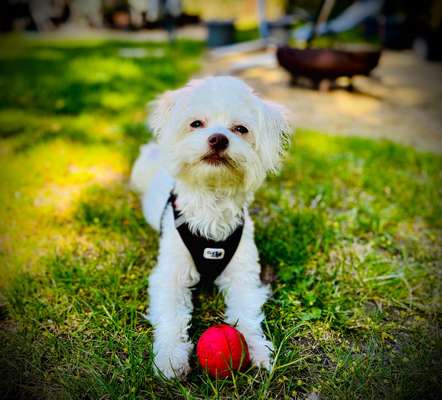 Dogorama Photo Challenge- Der Nase nach-Beitrag-Bild