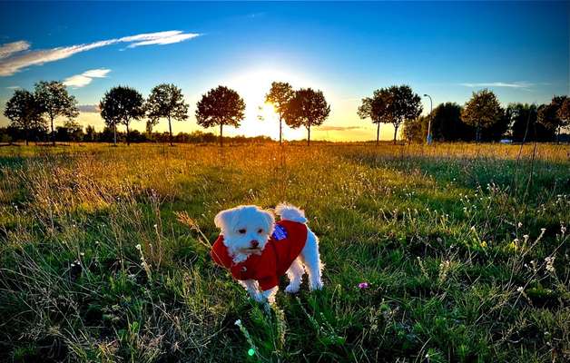 Hundebilder-Beitrag-Bild