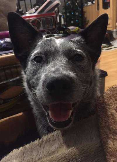 Dein lächelnder Vierbeiner-Beitrag-Bild