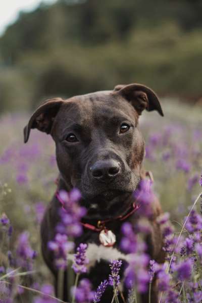 Hundetreffen-gemeinsames Training/entspannte Runde-Bild