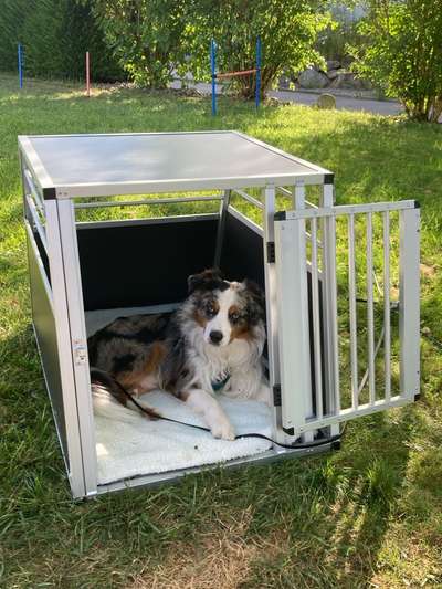 Hundeautobox-Beitrag-Bild