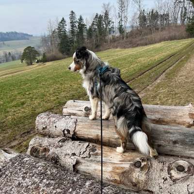 Hundetreffen-Junghunde Treffen, Gassirunde-Bild