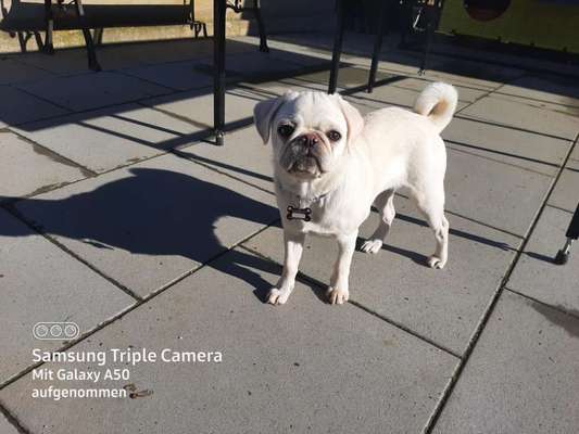 Mops mix-Beitrag-Bild