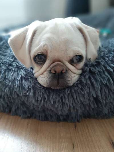 Fotochallange Nr. 57     PORTRÄT.   Beendet!!!!!!!!-Beitrag-Bild