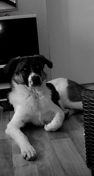 Schäferhund-Beitrag-Bild