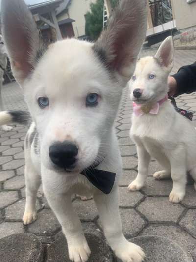 Die Dogorama Wochen Challenge-Beitrag-Bild