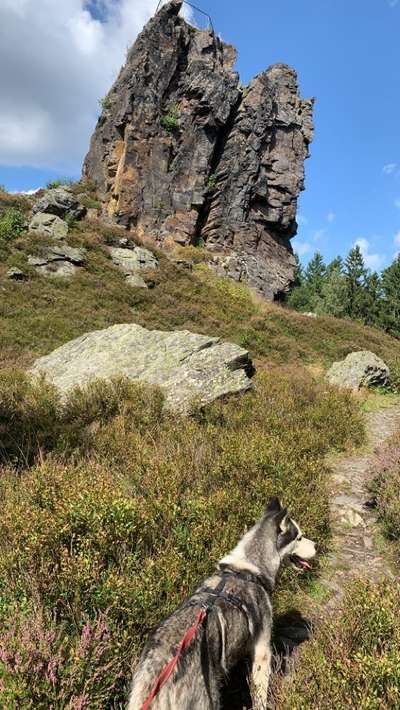 Die Dogorama Wochen Challenge-Beitrag-Bild