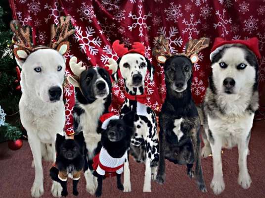 Dogorama Photo Challenge - Bescherung-Beitrag-Bild