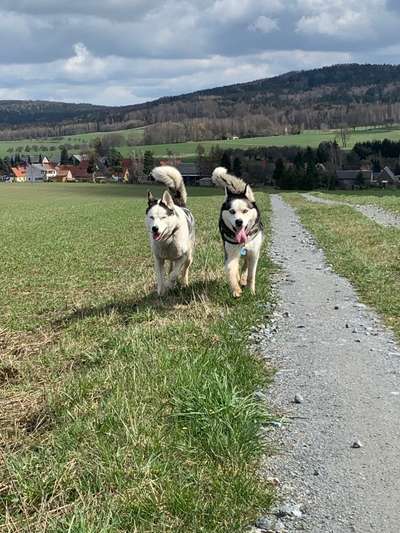 Bester Freund, Hundekumpel - zeigt her!-Beitrag-Bild