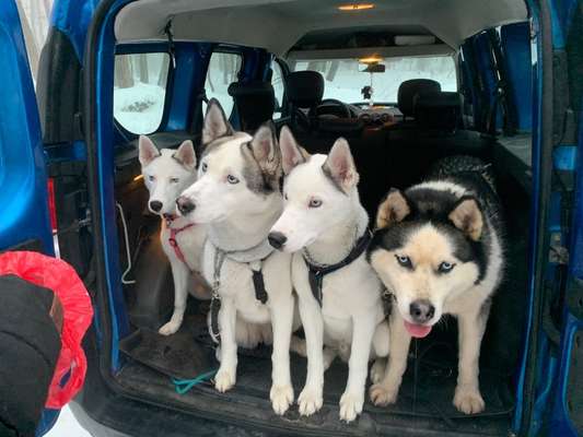 FOTOCHALLENGE 70 - Dein Hund im Auto-Beitrag-Bild