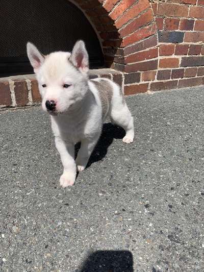 Welpen Bilder !-Beitrag-Bild